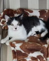 adoptable Cat in Boca Raton, FL named Olivia.              ML