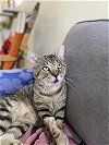 adoptable Cat in boca raton, FL named Buddy