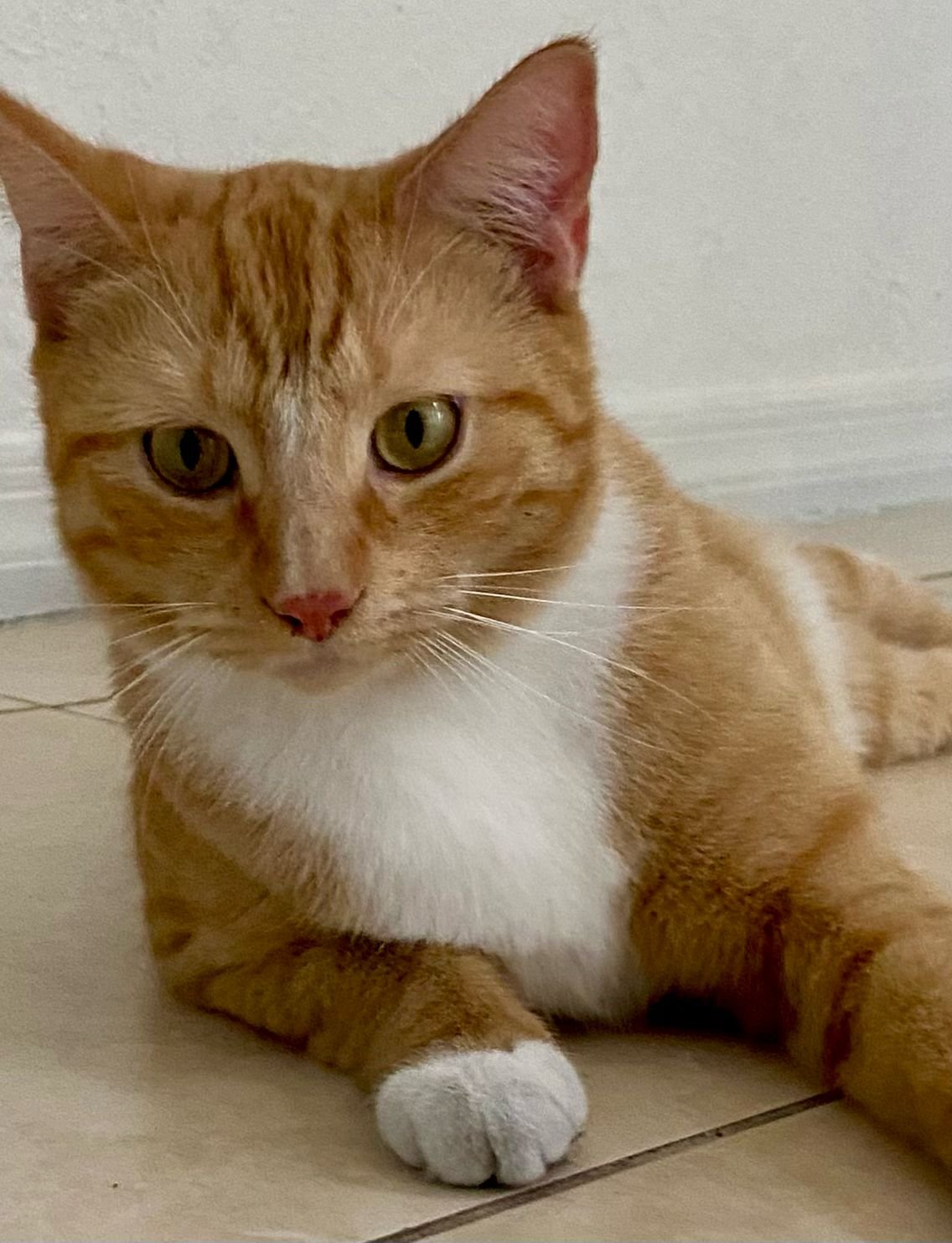 adoptable Cat in Boca Raton, FL named Cooper
