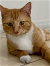 adoptable Cat in boca raton, fl, FL named Cooper