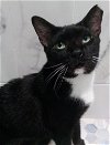 adoptable Cat in boca raton, fl, FL named Cabanaboy SC