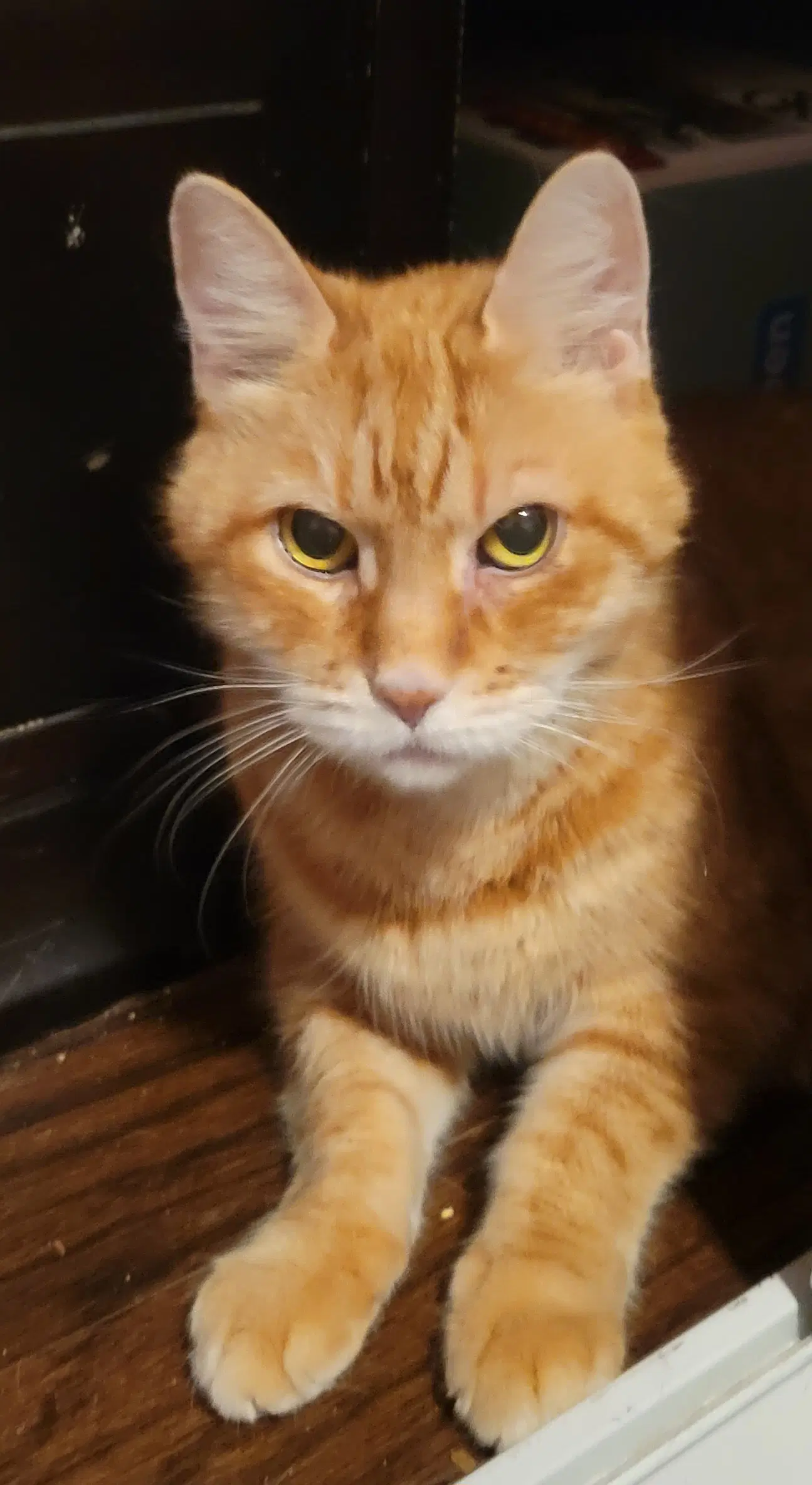 Tammy May - Domestic Short Hair