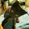 adoptable Cat in boca raton, FL named Blackie Deb dk