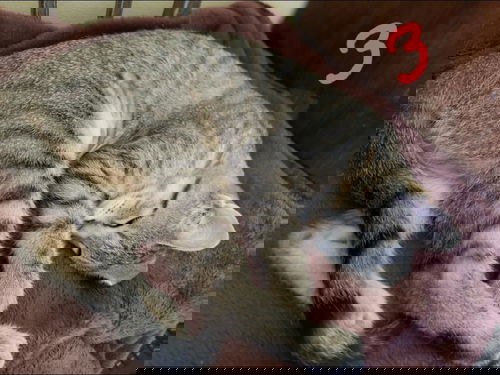 Hobbs BdV