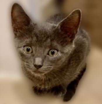 adoptable Cat in Boca Raton, FL named Diamond - Kit