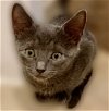 adoptable Cat in boca raton, fl, FL named Diamond - Kit