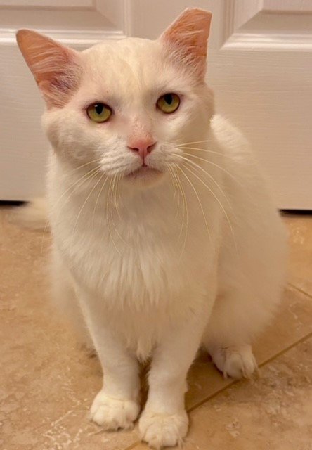 adoptable Cat in Boca Raton, FL named Casper - Kit