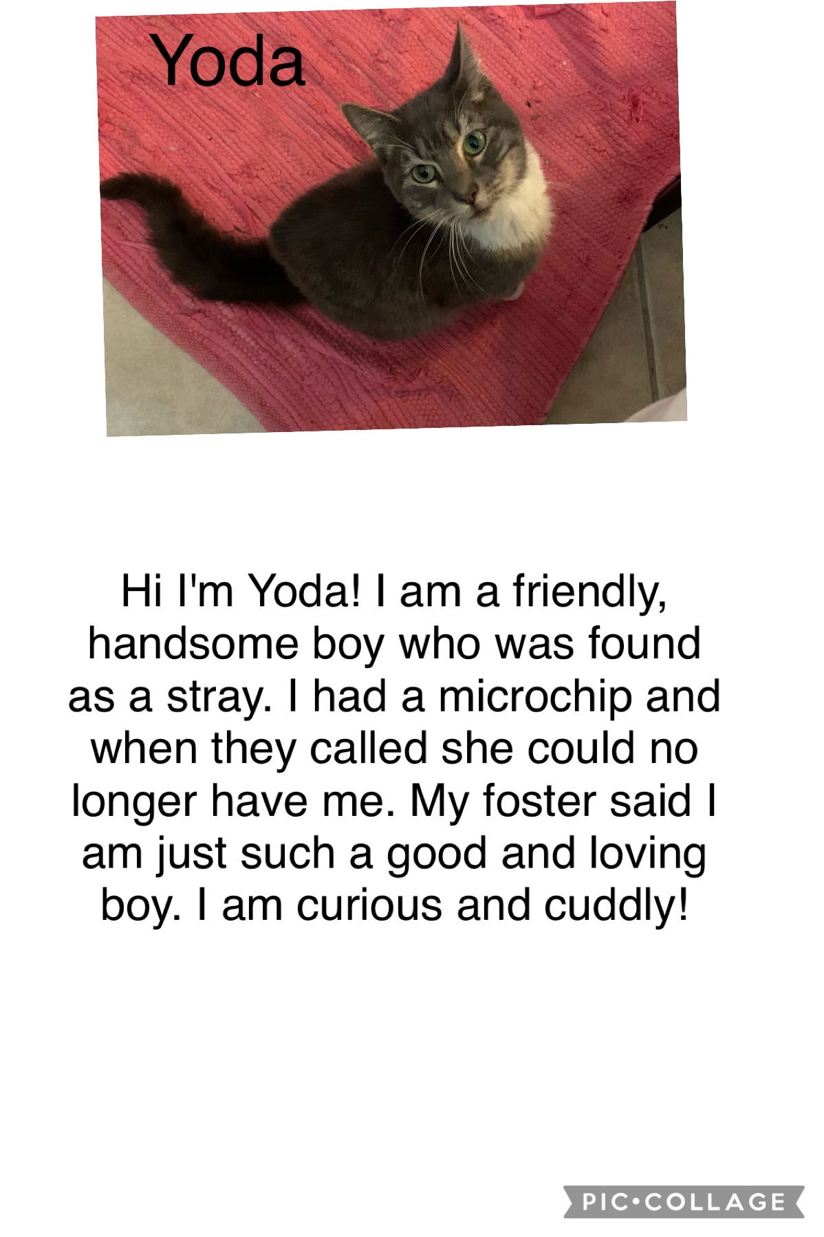 adoptable Cat in Boca Raton, FL named Yoda-RP