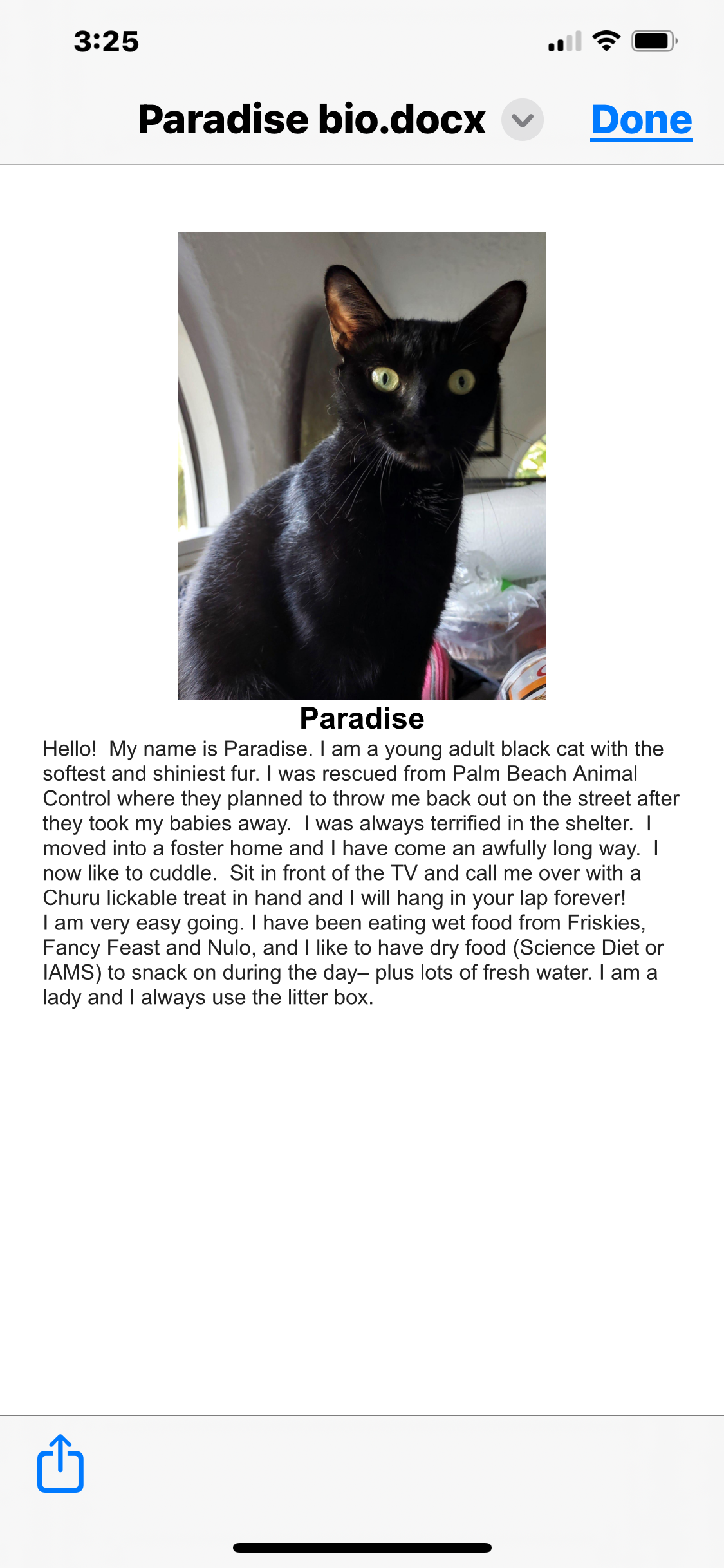 adoptable Cat in Boca Raton, FL named Paradise DMG