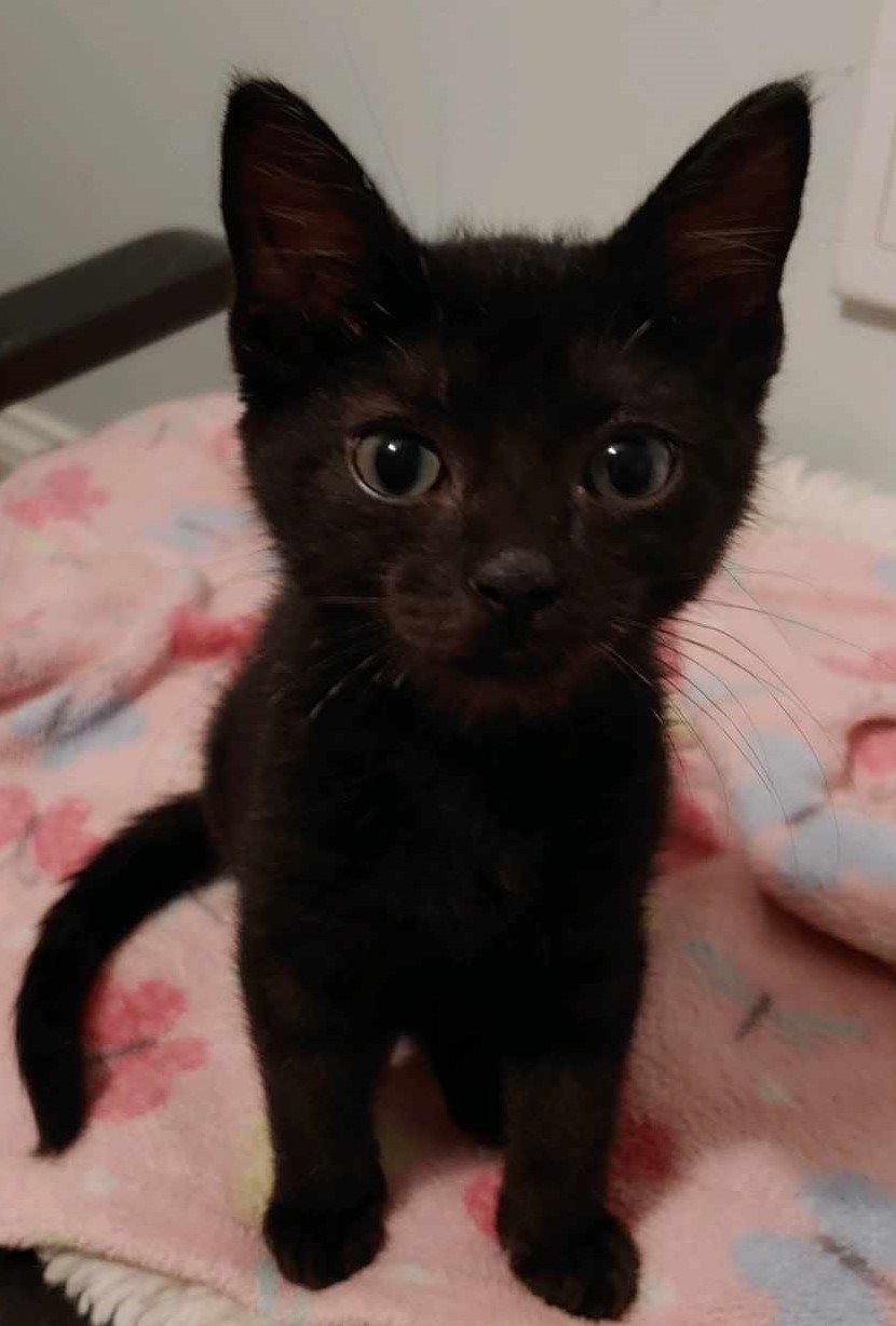 adoptable Cat in Boca Raton, FL named Beanie EM