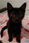 adoptable Cat in boca raton, FL named Beanie EM