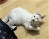adoptable Cat in boca raton, fl, FL named Cat.       ML
