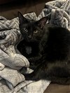 adoptable Cat in boca raton, fl, FL named Duffy