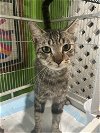 adoptable Cat in boca raton, fl, FL named Fast Eddy DMG