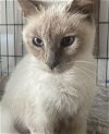 adoptable Cat in  named Glory - MR