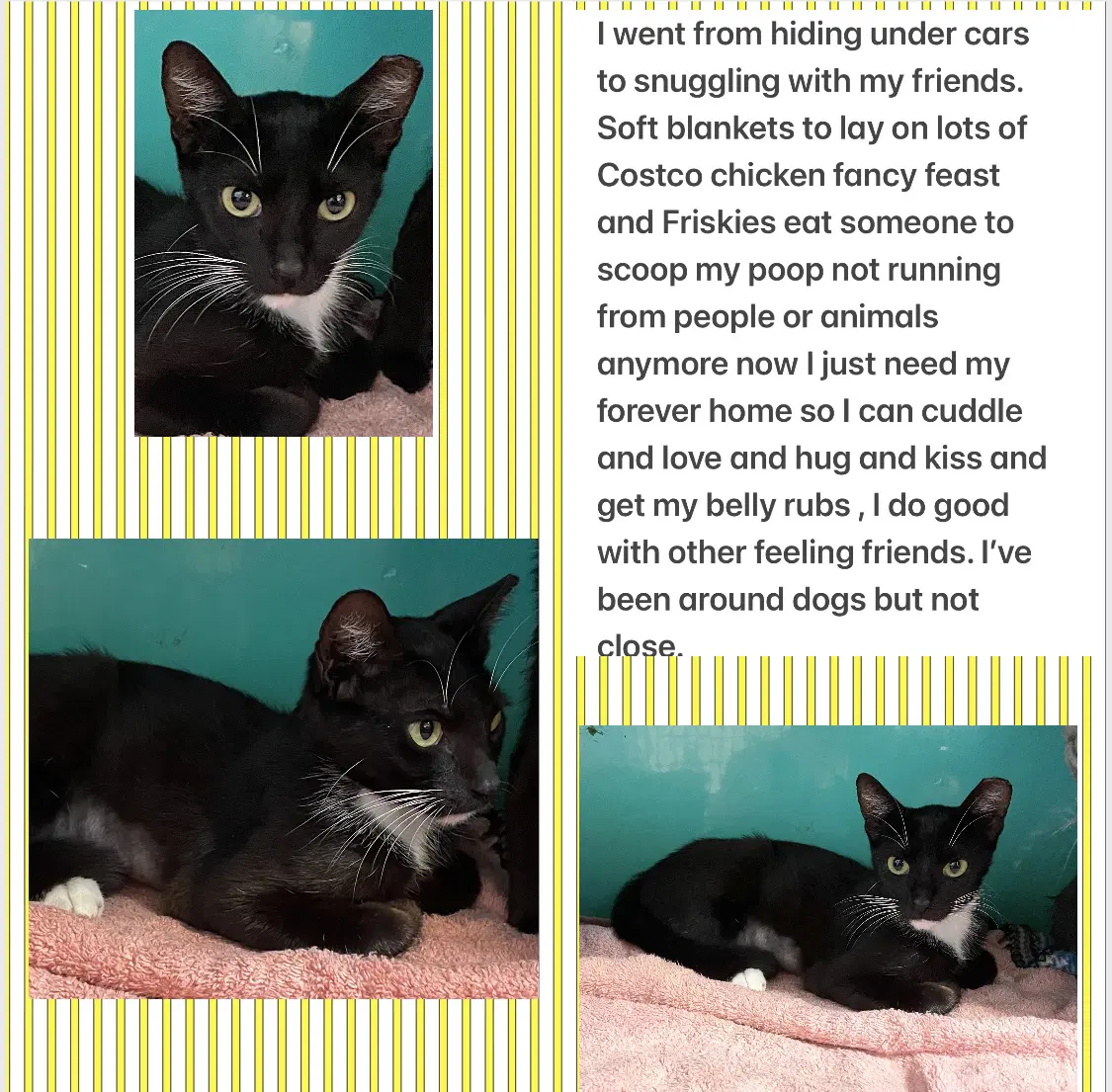 Acorn Dmg - Domestic Short Hair