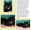 adoptable Cat in boca raton, FL named Acorn DMG