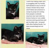 adoptable Cat in Boca Raton, FL named Acorn DMG