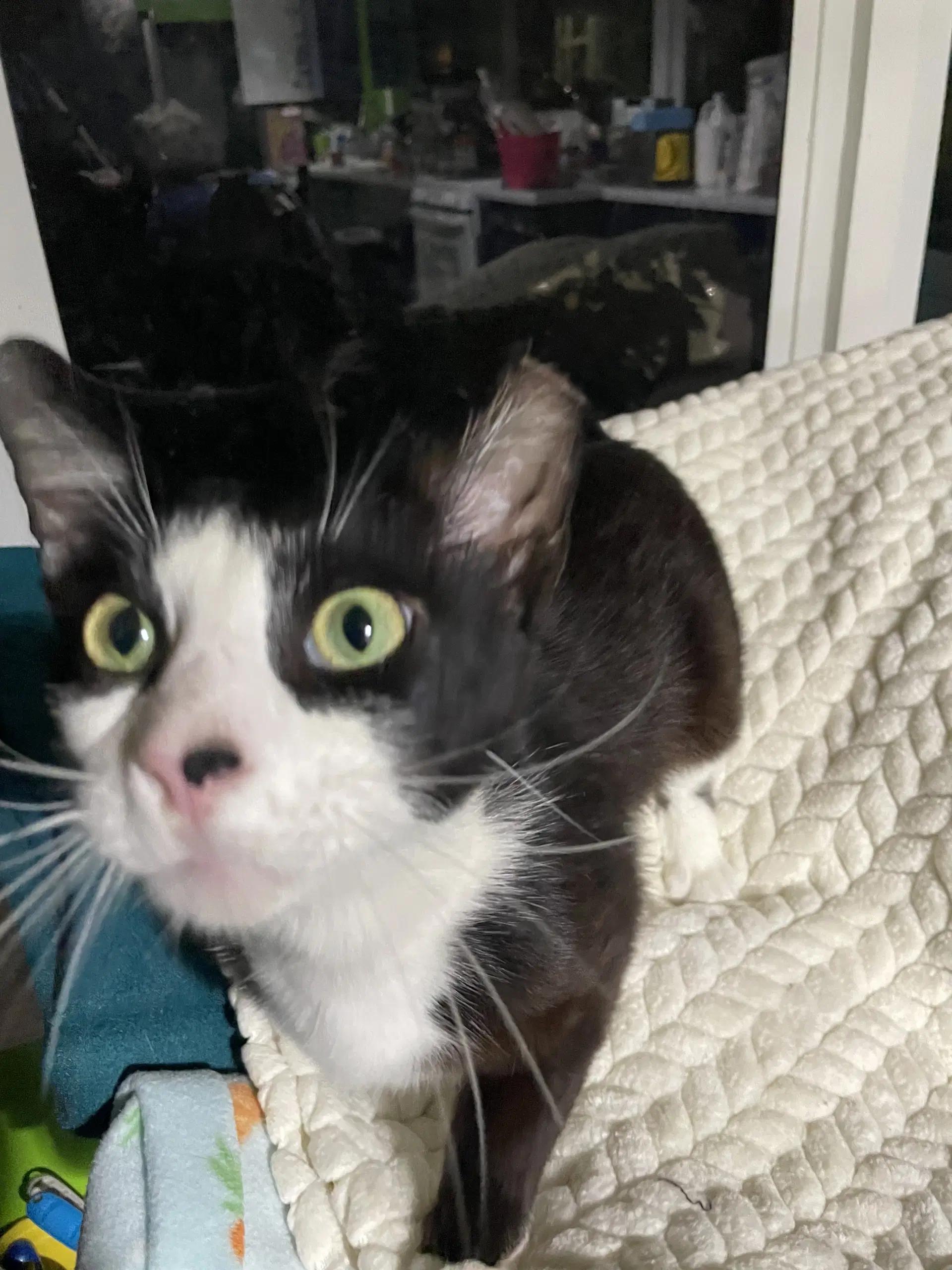 Hoodie Dmg - Domestic Short Hair