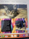 adoptable Cat in Boca Raton, FL named Wonder DMG