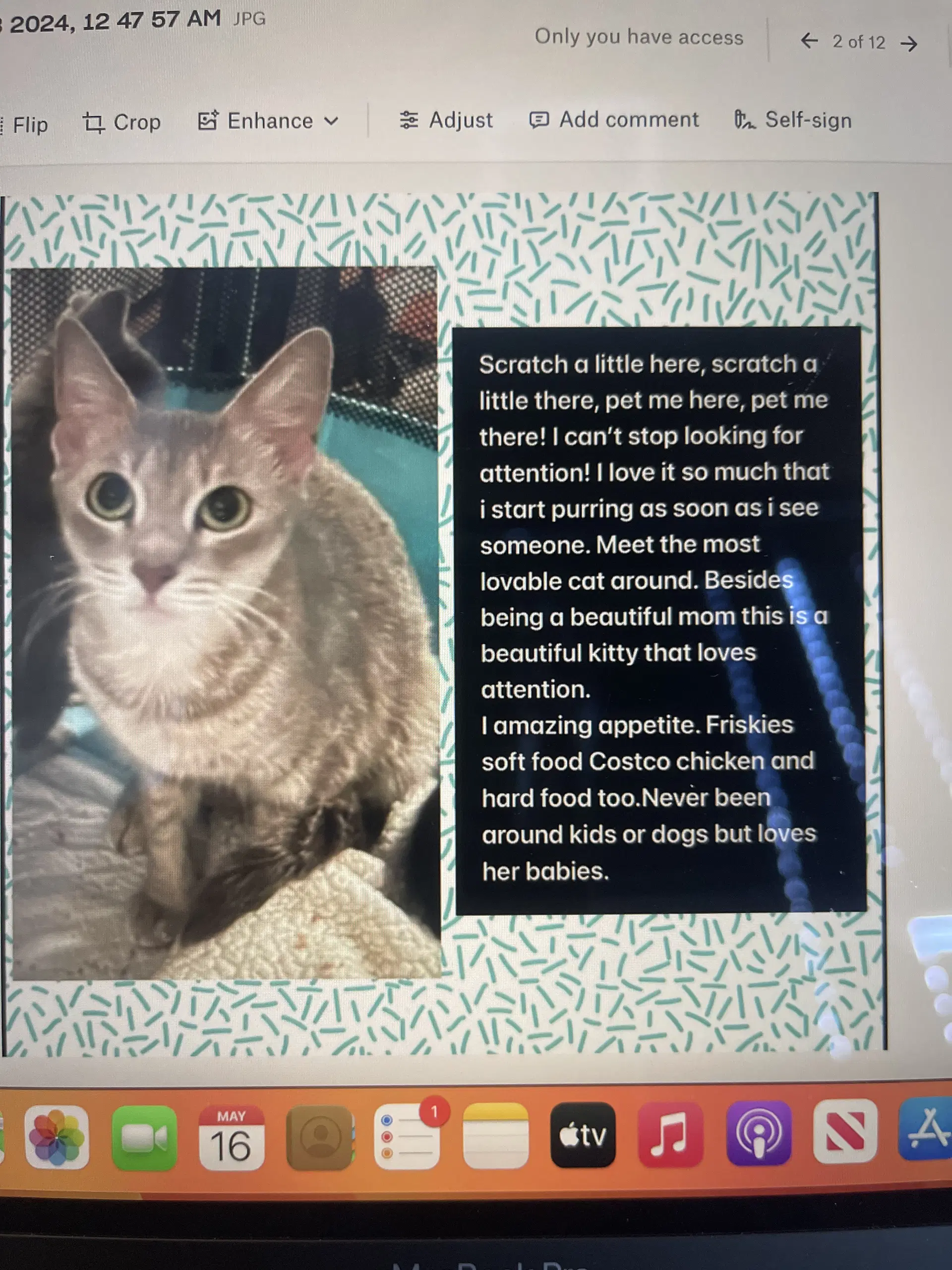 Pumpkinpie - Domestic Short Hair