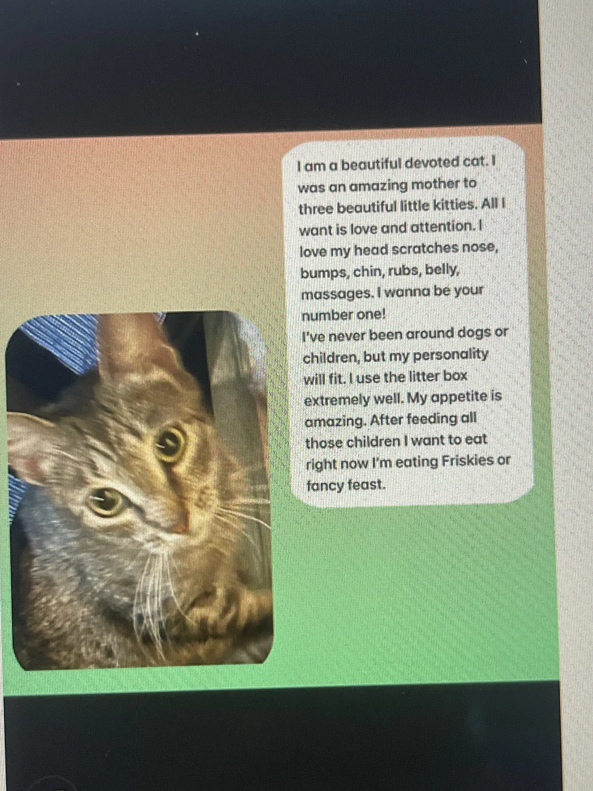 Peachperfect Dmg - Domestic Short Hair
