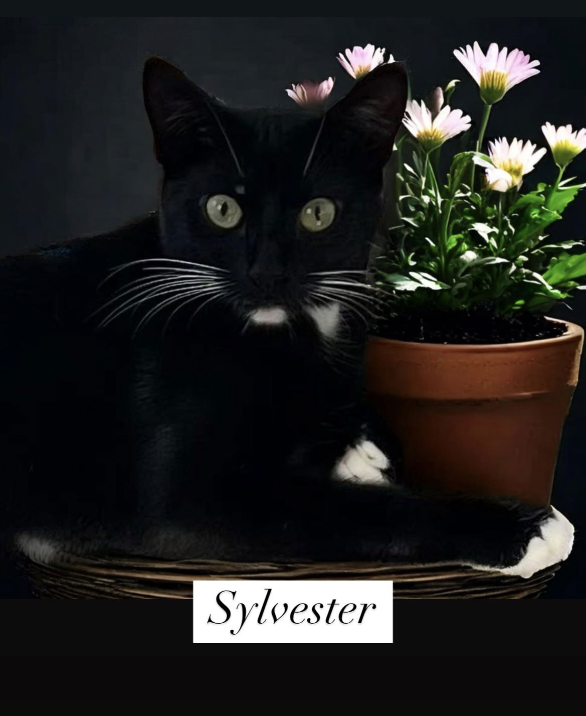 adoptable Cat in Boca Raton, FL named Sylvester - MR