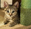 Copper - Kit