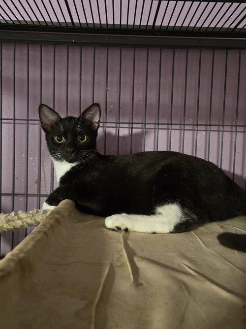 Penny May, Young Domestic Short Hair (short coat), cat for adoption in Miami Beach, Florida