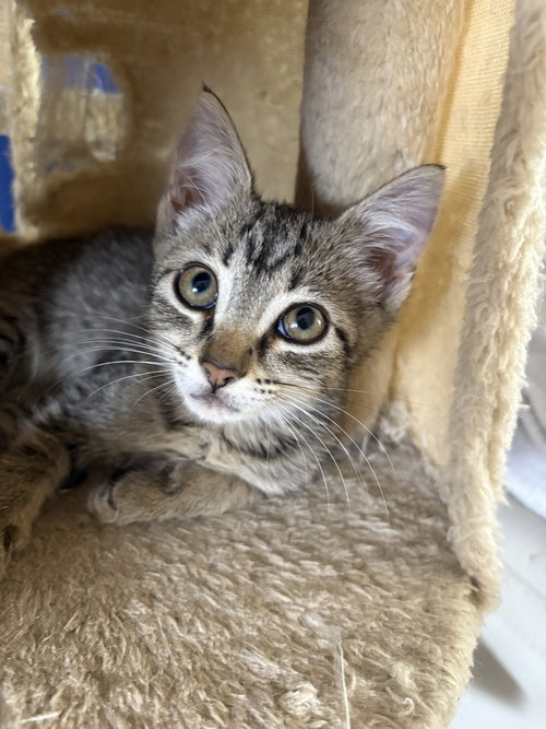 MAVIS JB - Domestic Short Hair available for adoption