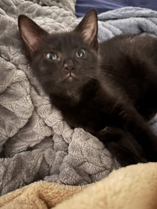 RAVEN JB - Domestic Short Hair available for adoption