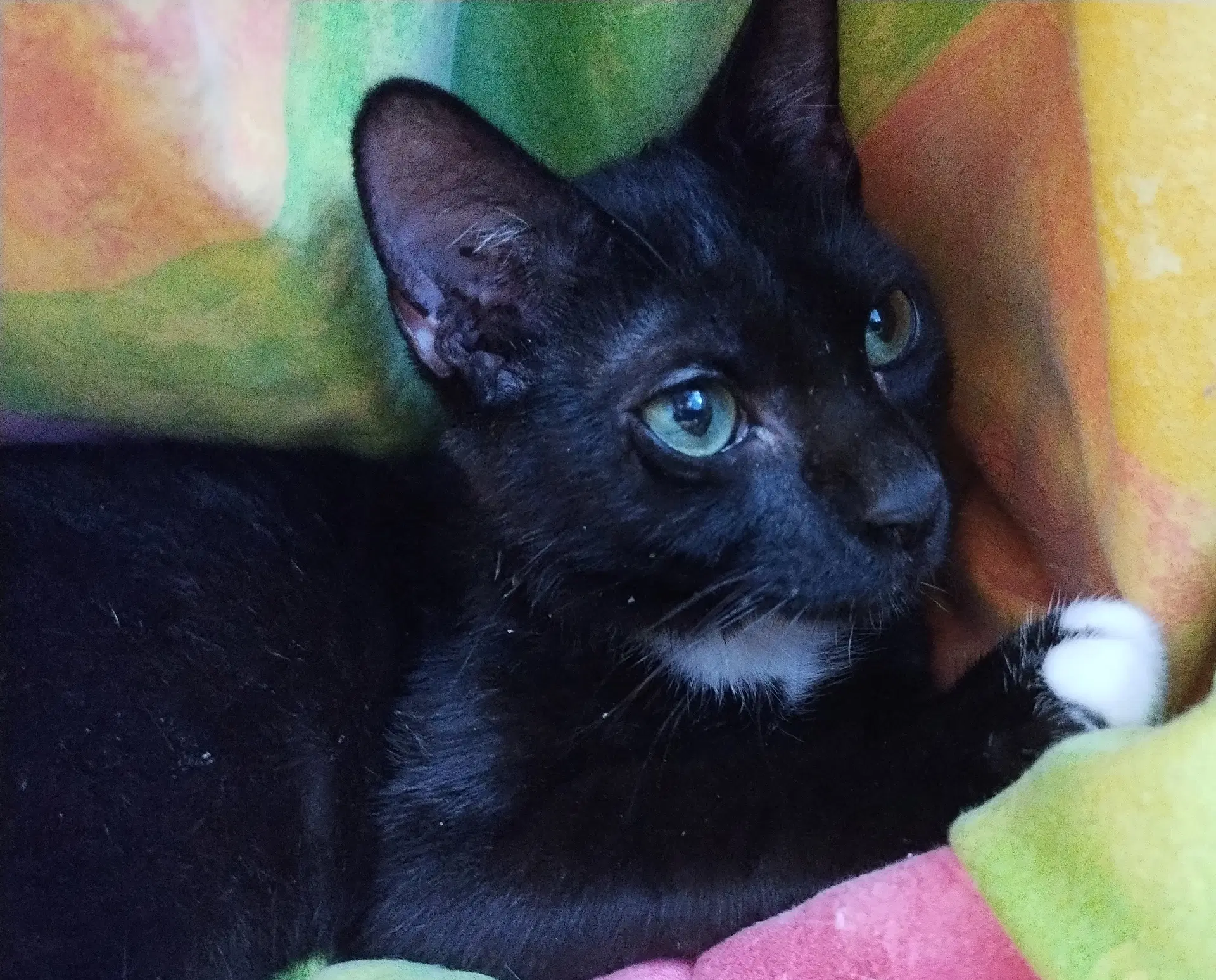 Marlowe Scc - Domestic Short Hair