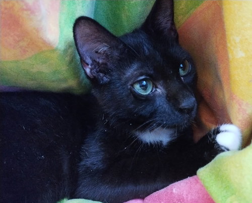 MARLOWE SCC - Domestic Short Hair available for adoption
