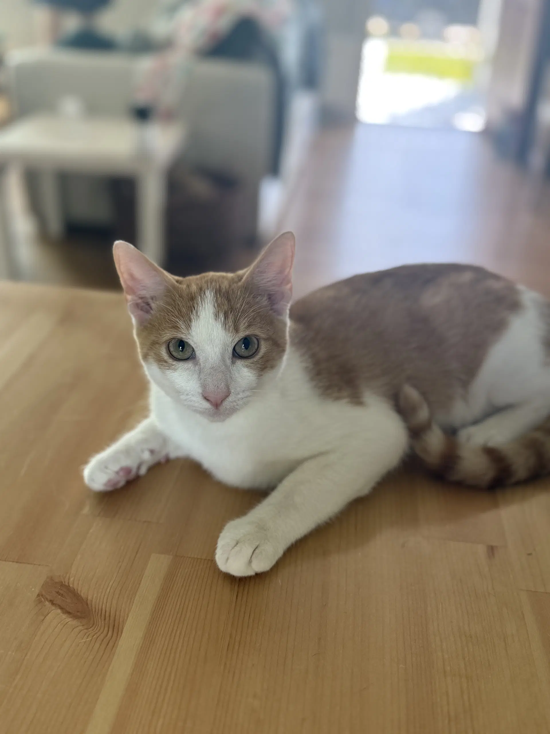 Felix - American Shorthair