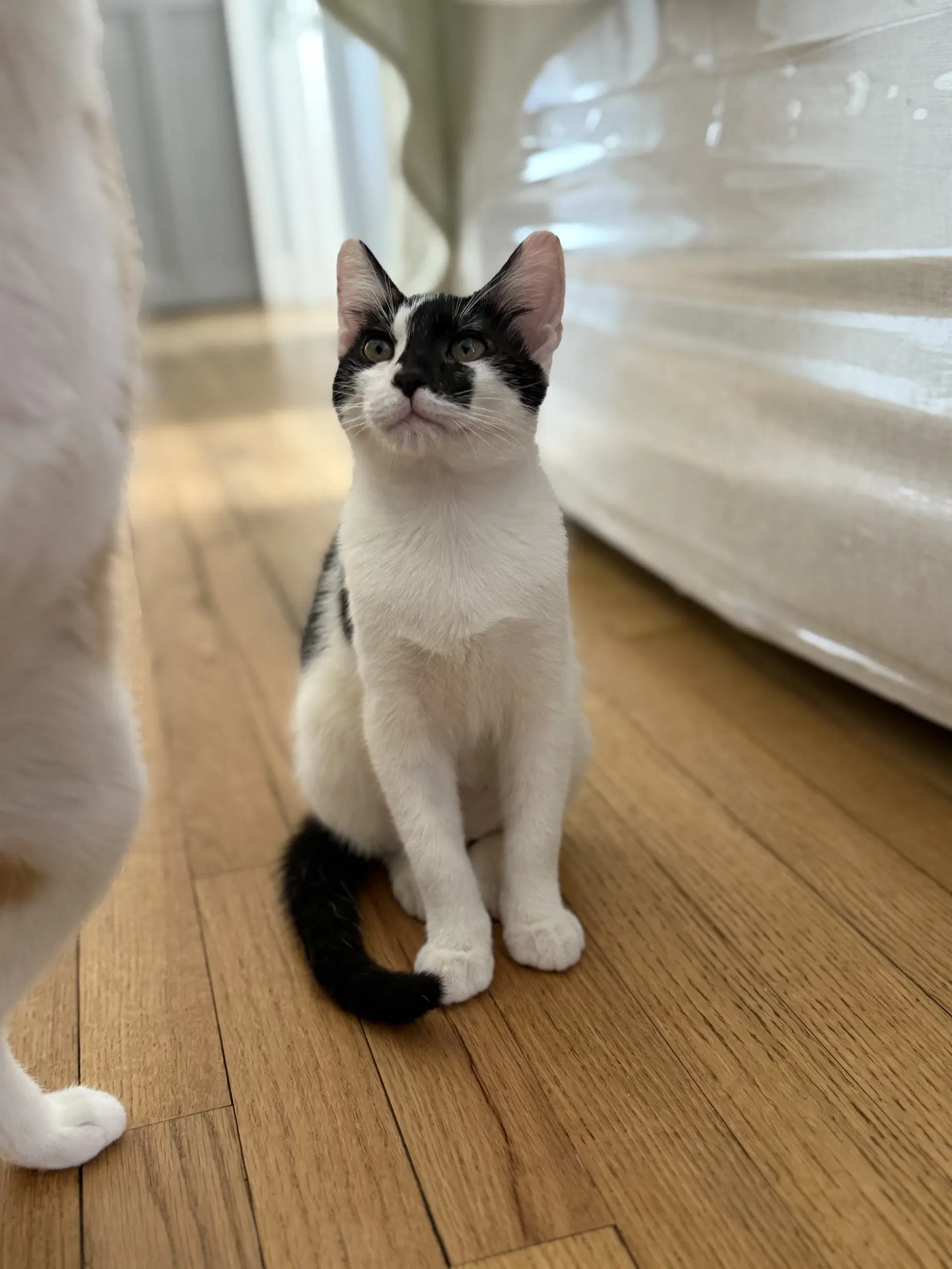 Moe - American Shorthair