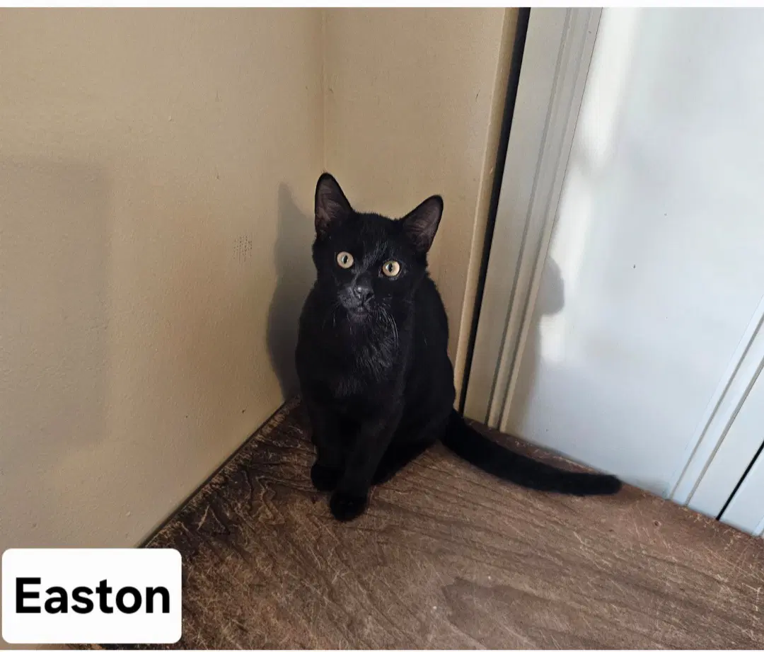 Easton Ml - Domestic Short Hair