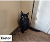 Easton. ML