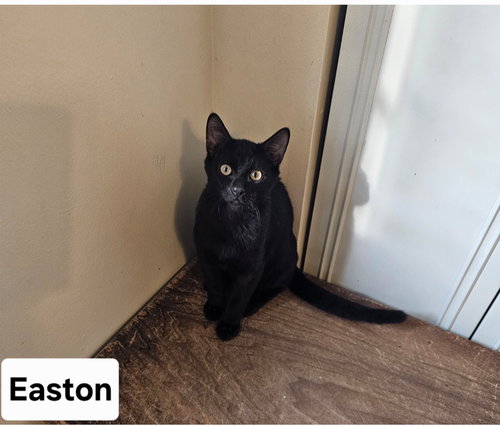 Easton.     ML, Young Domestic Short Hair (short coat), cat for adoption in Miami Beach, Florida