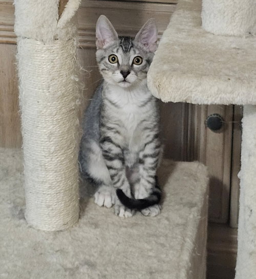 Finn.      ML, Young Domestic Short Hair (short coat), cat for adoption in Miami Beach, Florida