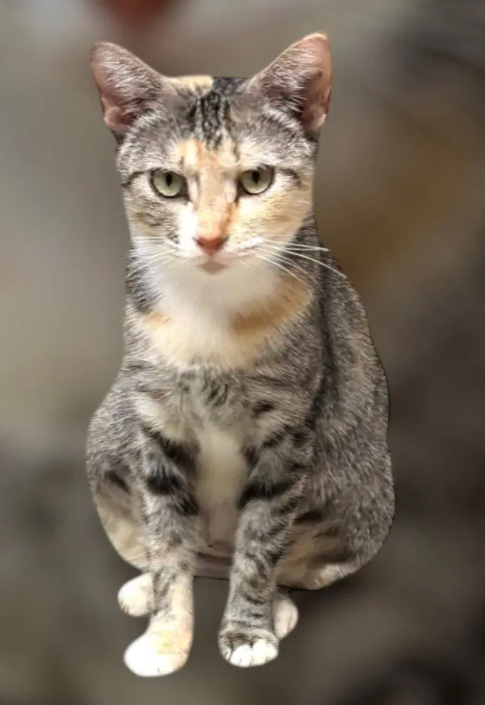 Poppy Kk - Domestic Short Hair