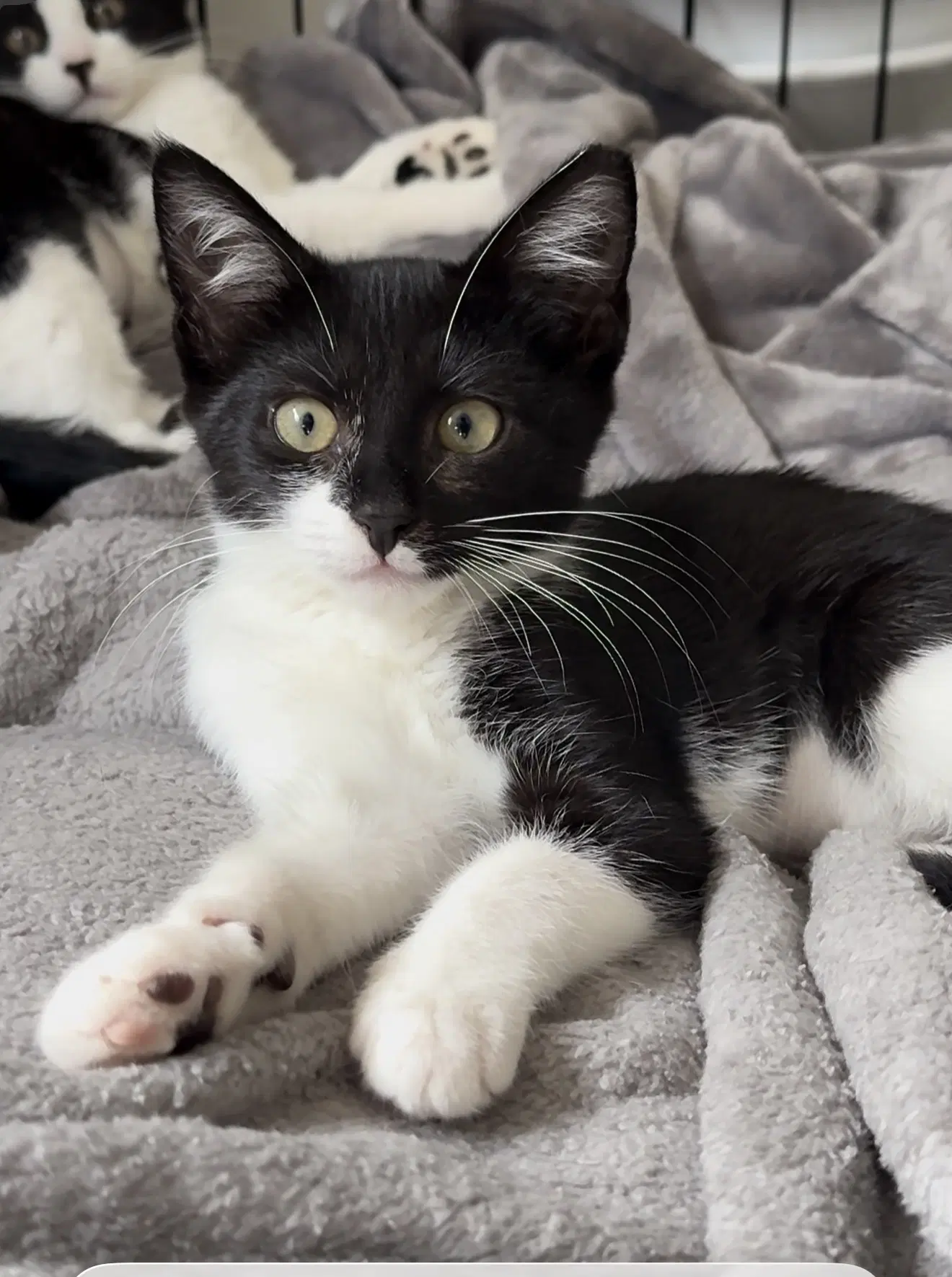 Lace - Domestic Short Hair