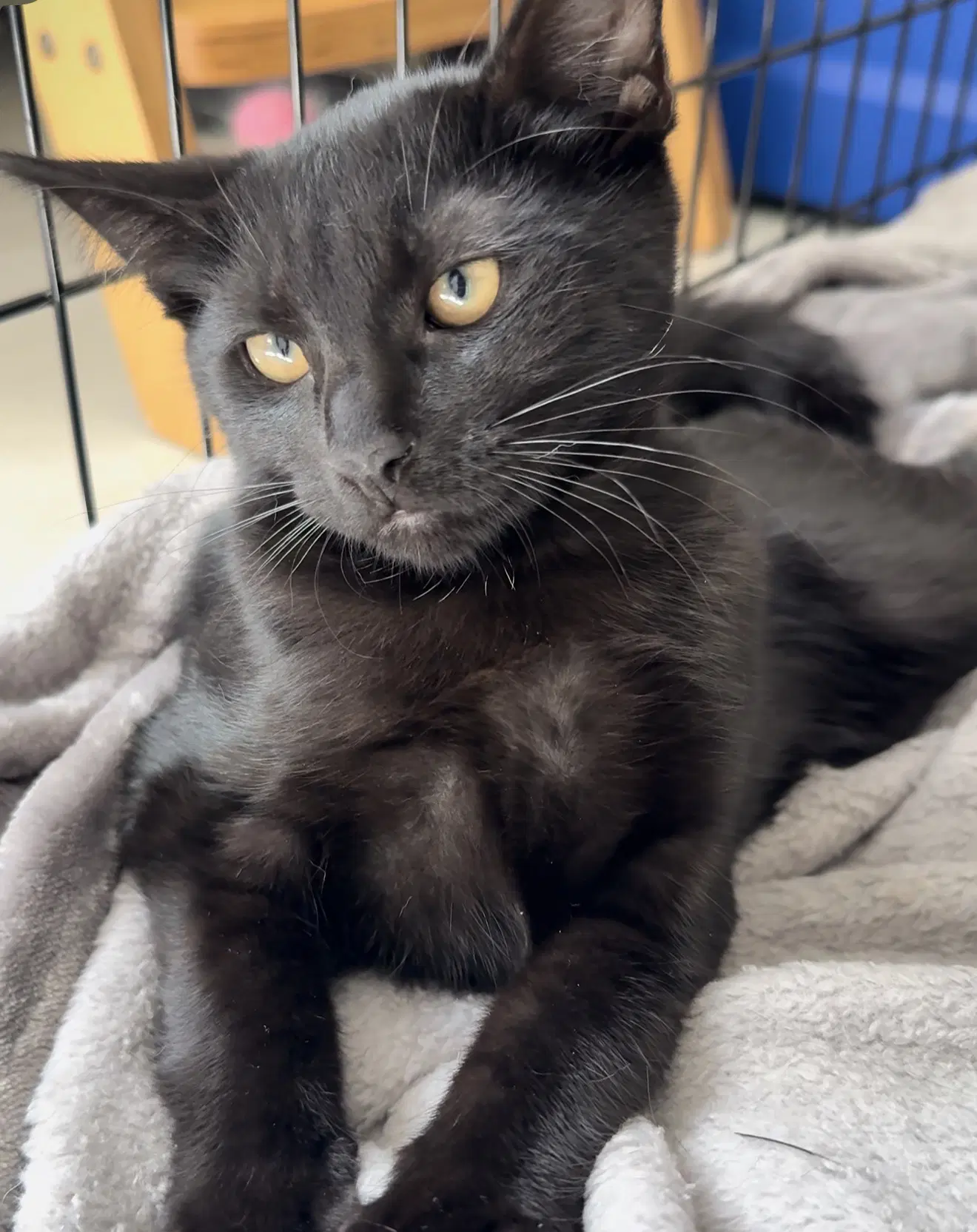 Cotton - Domestic Short Hair