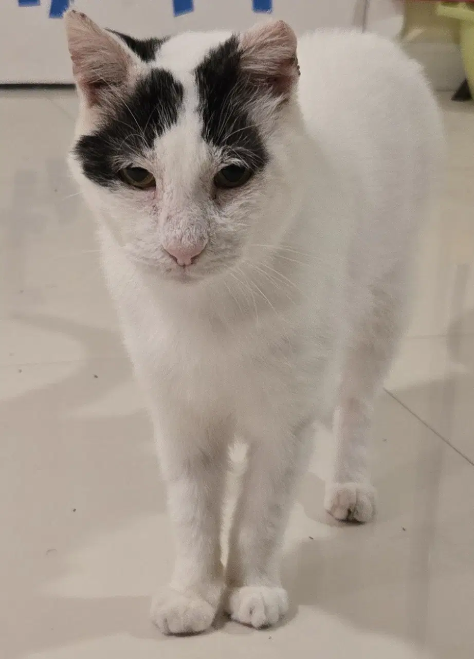 Bubbles Km - Domestic Short Hair