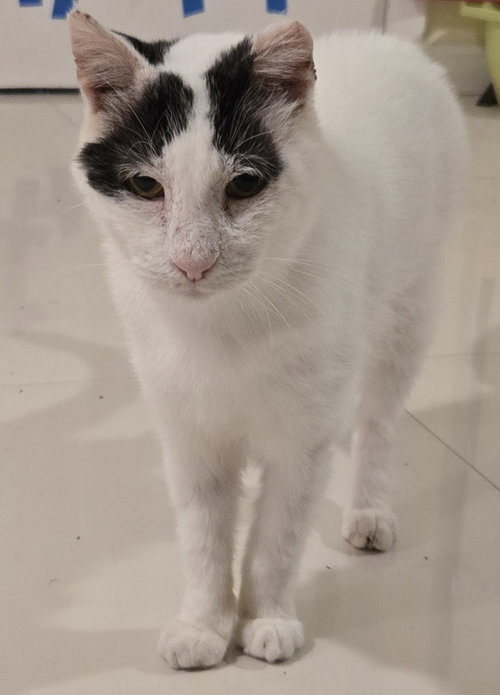 Bubbles KM, Senior Domestic Short Hair (short coat), cat for adoption in Miami Beach, Florida