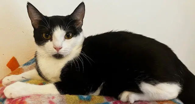 Bennie Ks - Domestic Short Hair