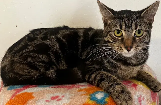 Reggie Ks - Domestic Short Hair