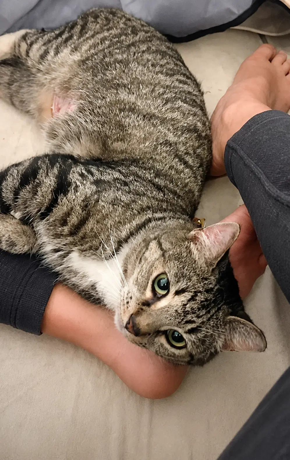Twix May Sh - Domestic Short Hair