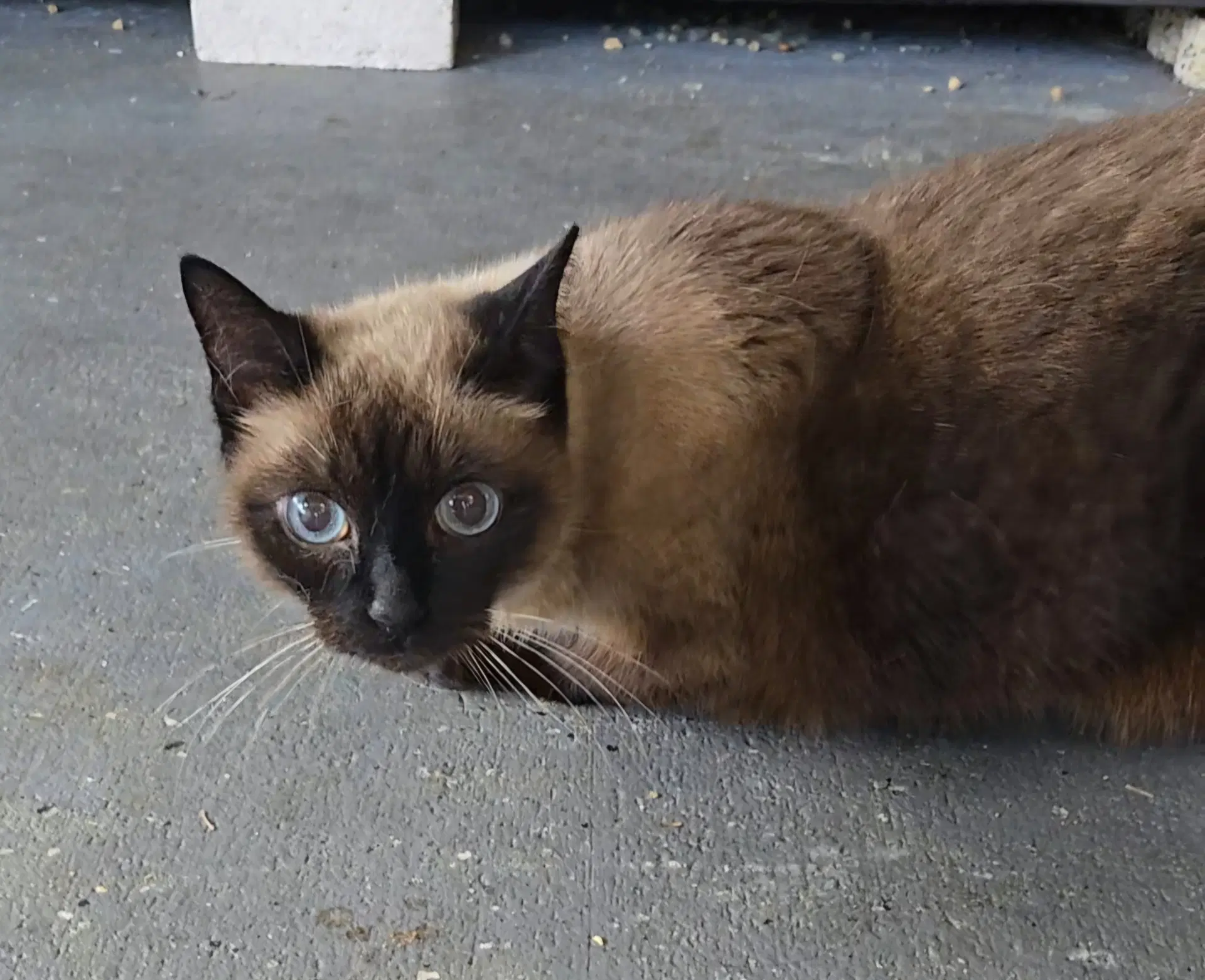 Oci May - Siamese