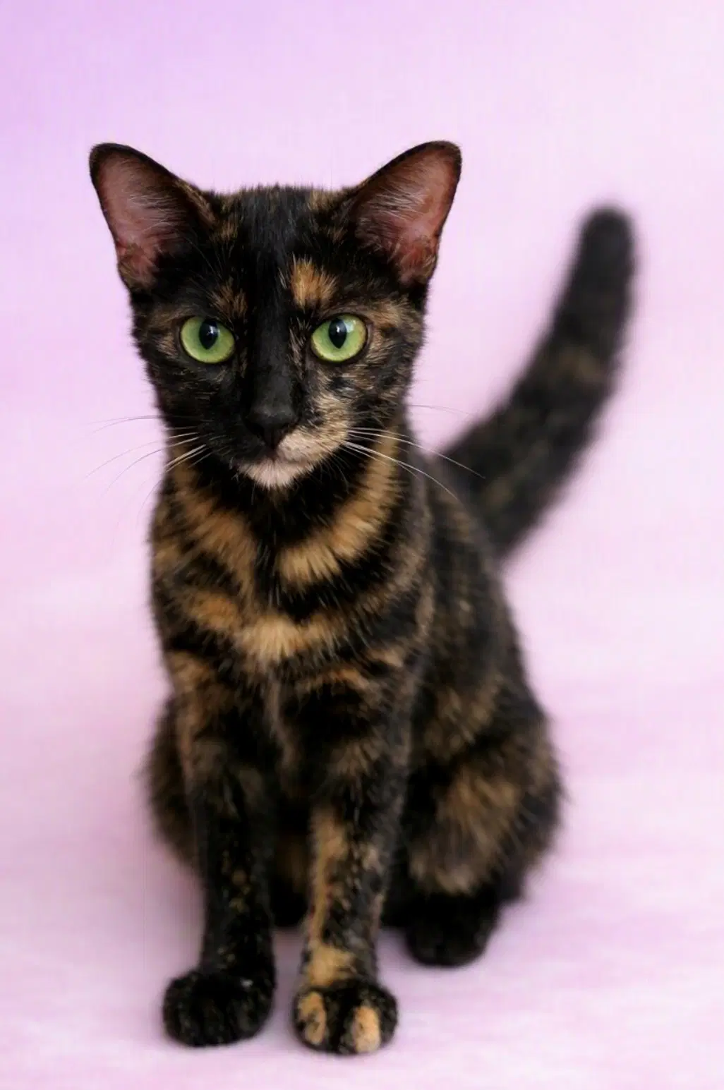 Nancy - Kit Yr - Tortoiseshell