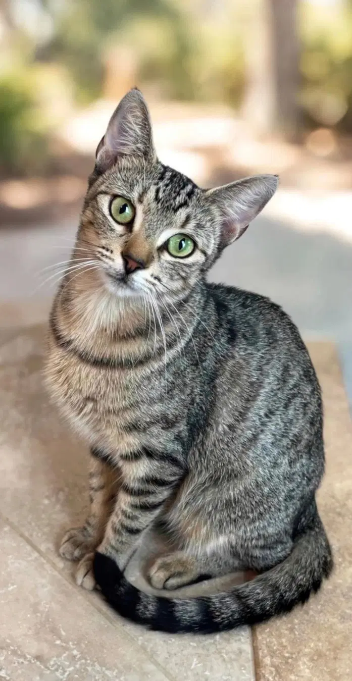 Mabel - Kit Yr image 2